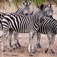 A zebra herd wanting to know what you are looking at.