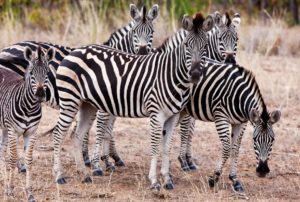 A zebra herd wanting to know what you are looking at.
