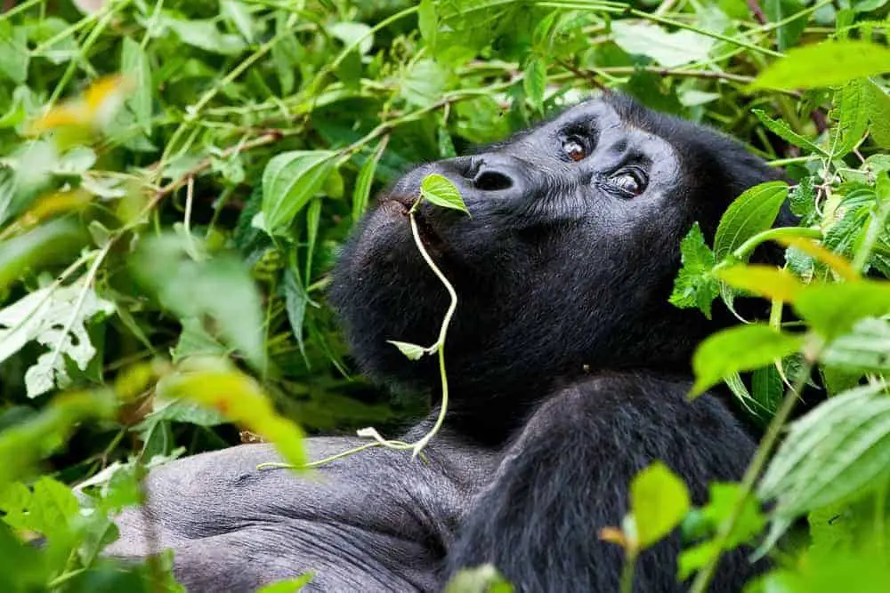 A silver back gorilla lounging without a care in the world in Uganda,