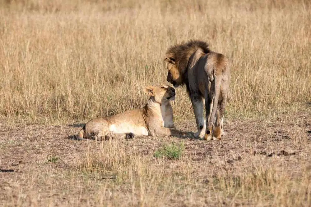We discovered on a South African safari that the lion’s share of the work is done by lionesses.