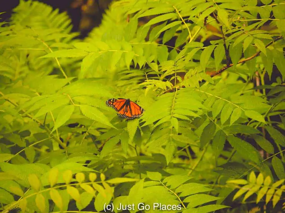 orange butterfly on a leaf