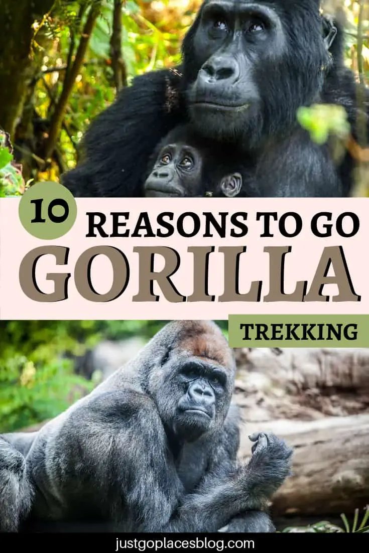 10 reasons to go gorilla trekking