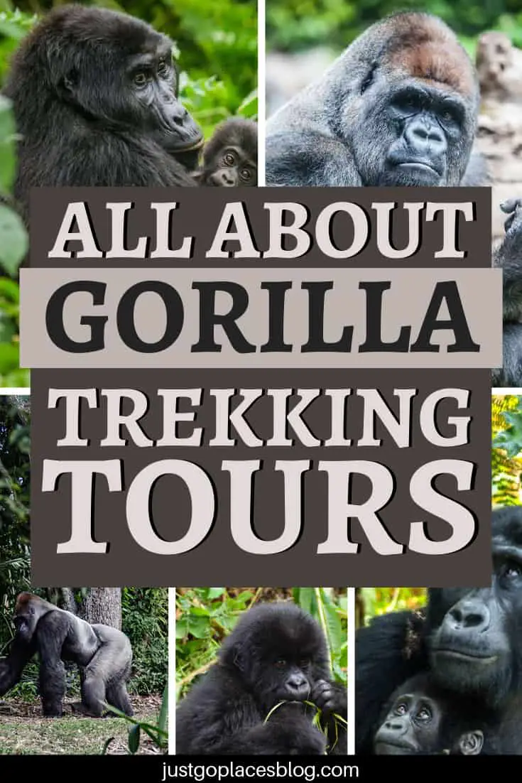 All about gorilla trekking tours
