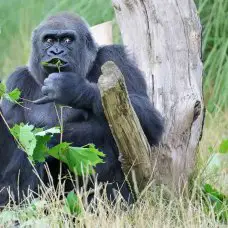 Gorilla trekking tours provide money for ensuring gorilla habitats are maintained.