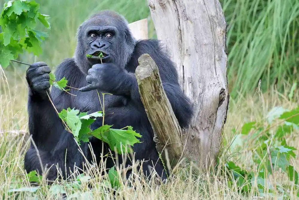 Gorilla trekking tours provide money for ensuring gorilla habitats are maintained.
