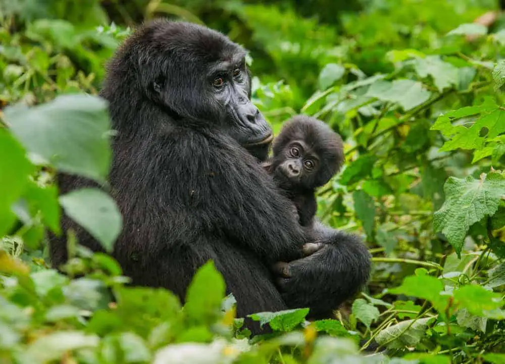 Gorilla trekking safaris shows you how gorillas live in family groups.