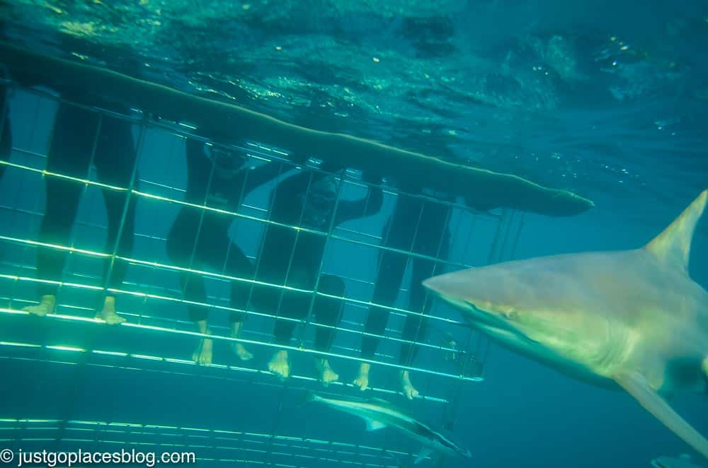 cage diving with sharks South Africa