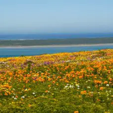 wildflowers at West Coast National Park