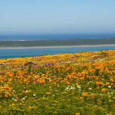 wildflowers at West Coast National Park