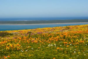 wildflowers at West Coast National Park
