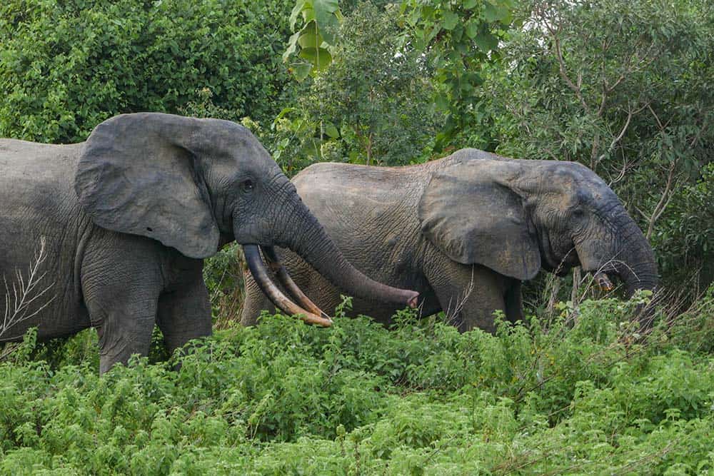 Two Elephants in Mole National Park, Ghana