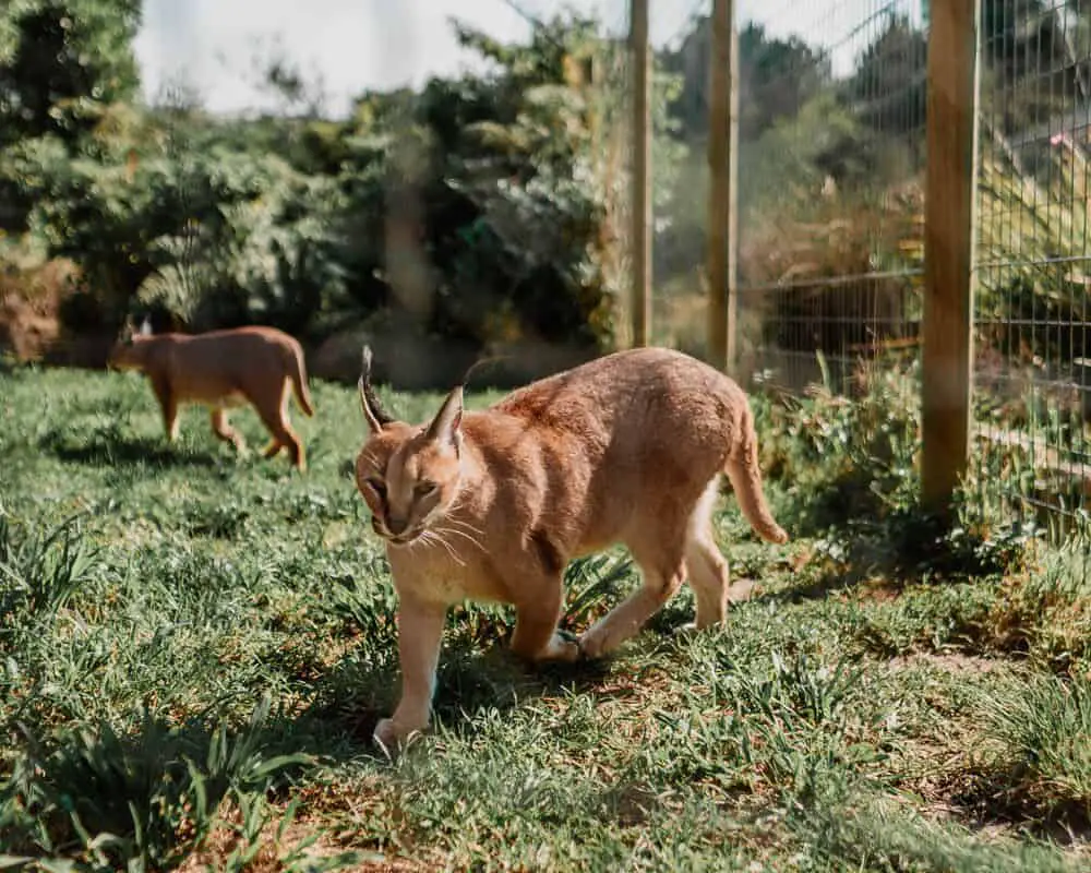 Lynx on The Garden Route