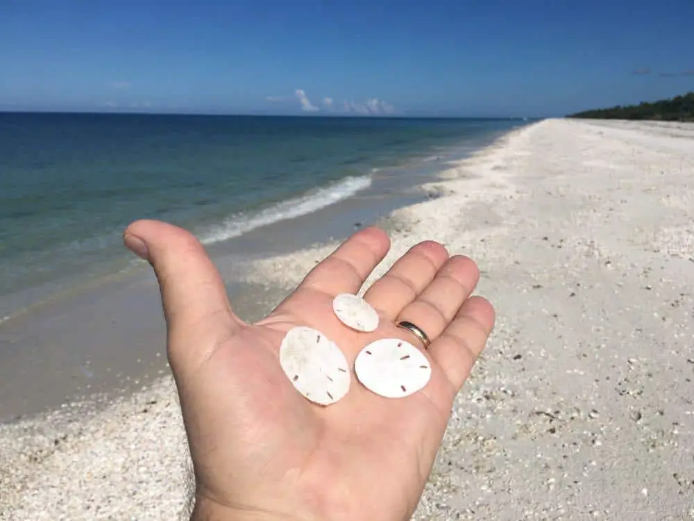 shells on the beach on The Gulf Coast