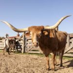 5 Fabulous AND Free Things To Do in Fort Worth With Kids