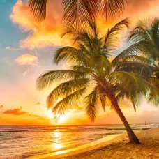 palm tree in Barbados