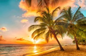 palm tree in Barbados