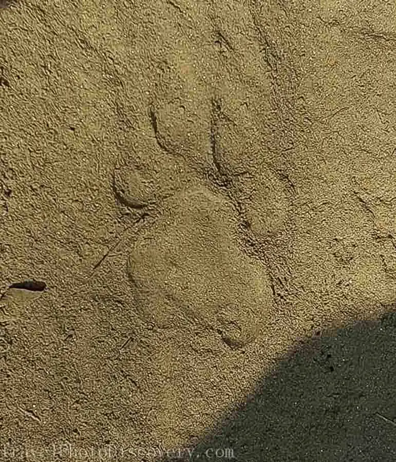 a tiger paw print found at Chitwan National Park