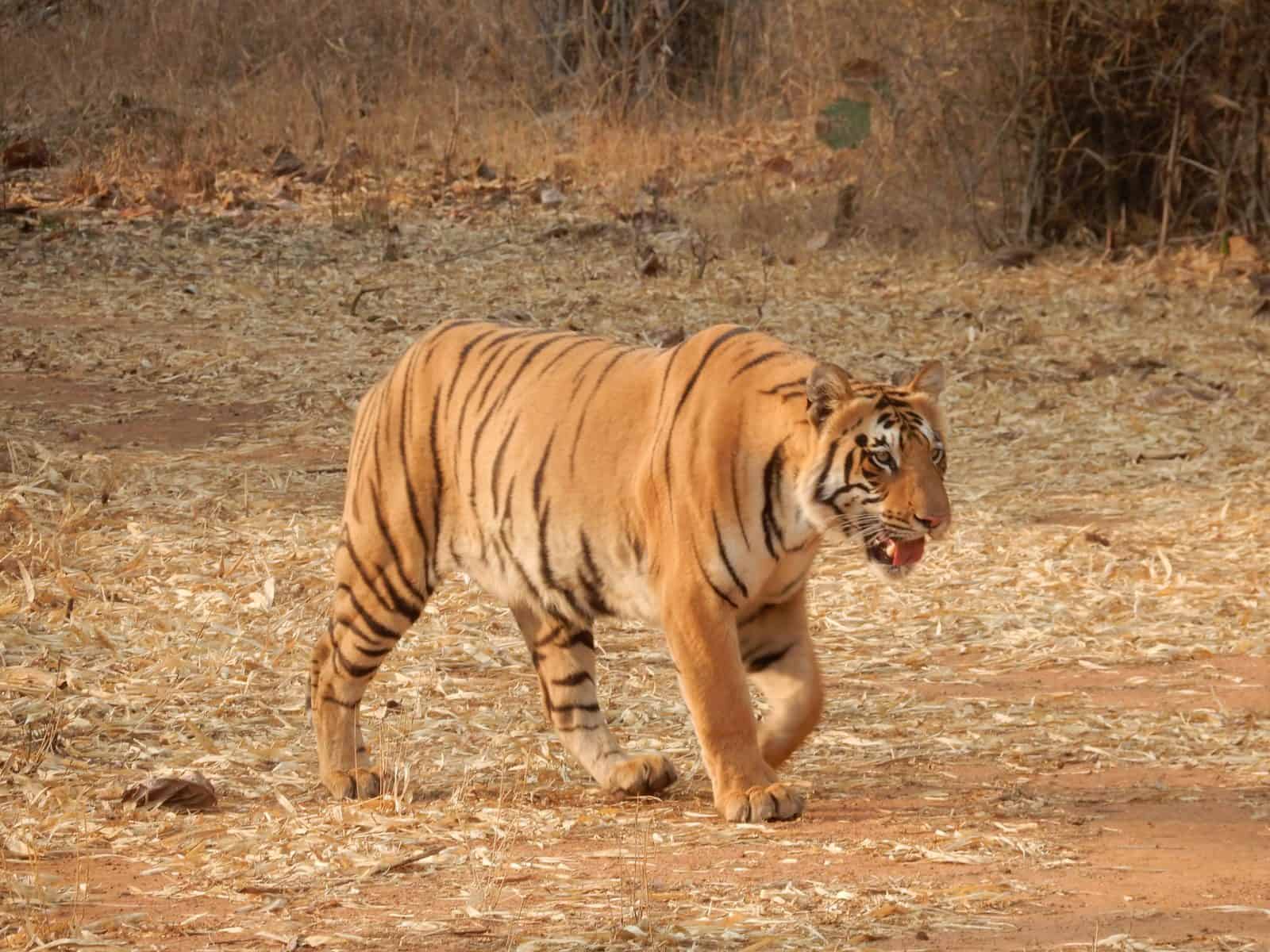 tiger walking across a dry grassy plain