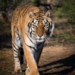 Tiger walking on the path