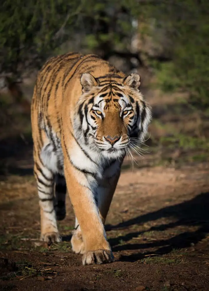 Tiger walking on the path