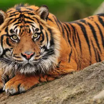 Beautiful Sumatran tiger crouching on a rock