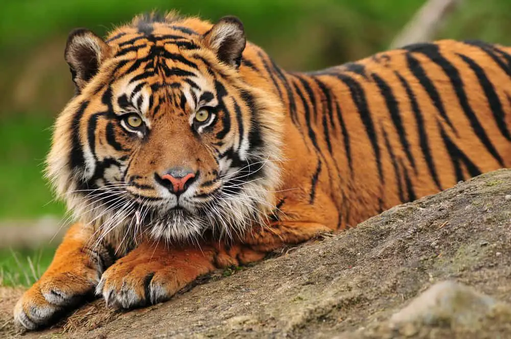 Beautiful Sumatran tiger crouching on a rock