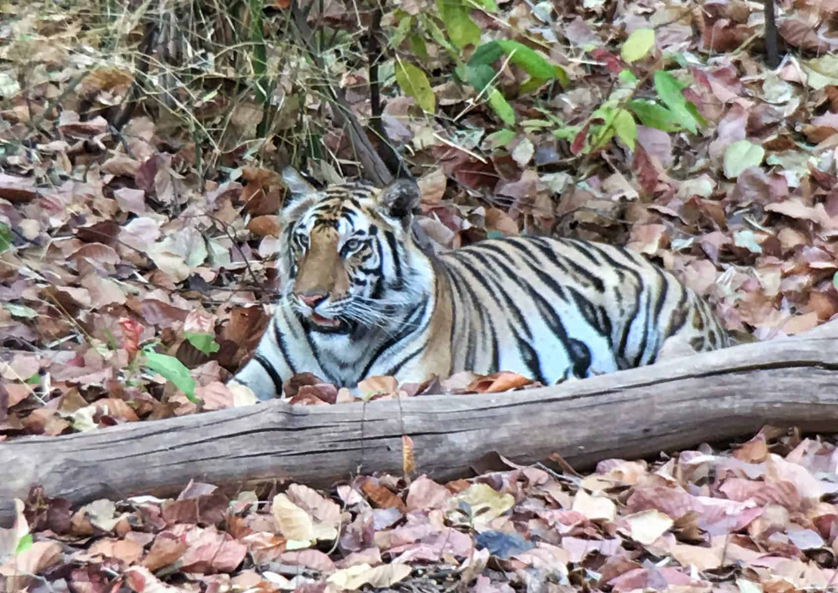 female tiger cub lying-in the leaves in Bandigharh National Park