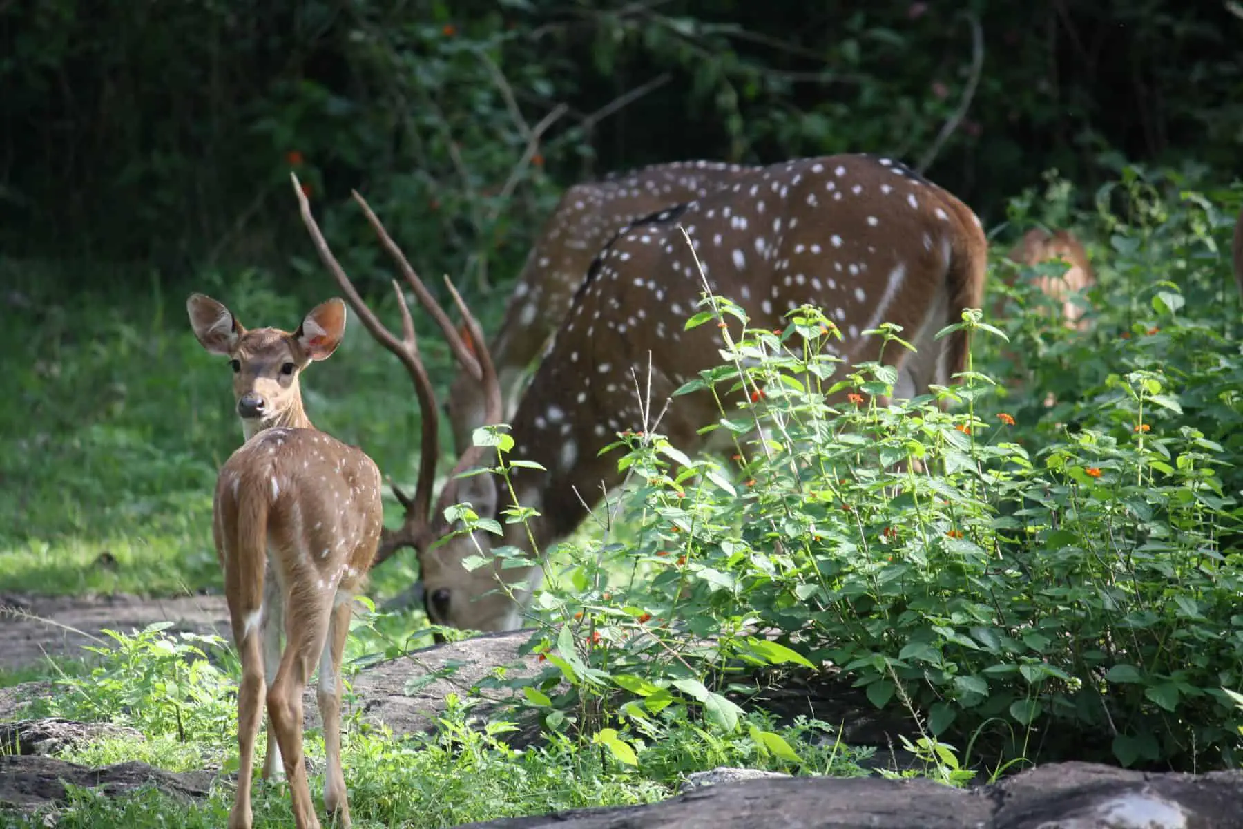 Deer at Nagarhole Tiger Reserve 
