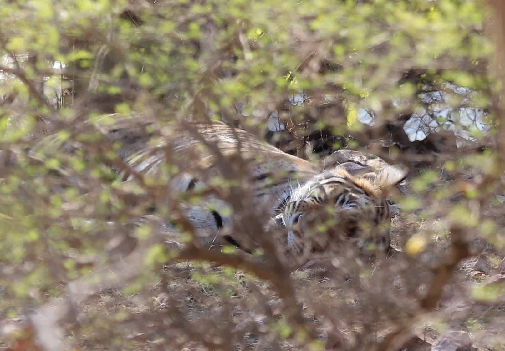 tiger hiden inthe bramble in Ranthambore National Park