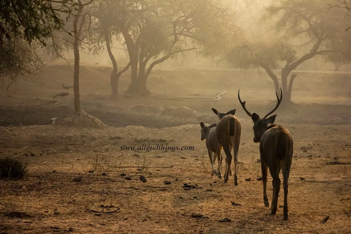 Sambar moving towards water at Sariska Nature Reserve in India