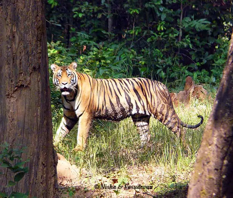 A tiger spotted between the trees at Kanha National Park in India