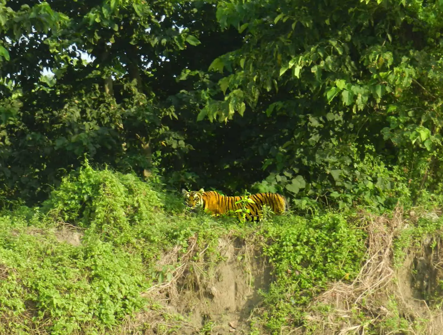 A tiger in the jungle 