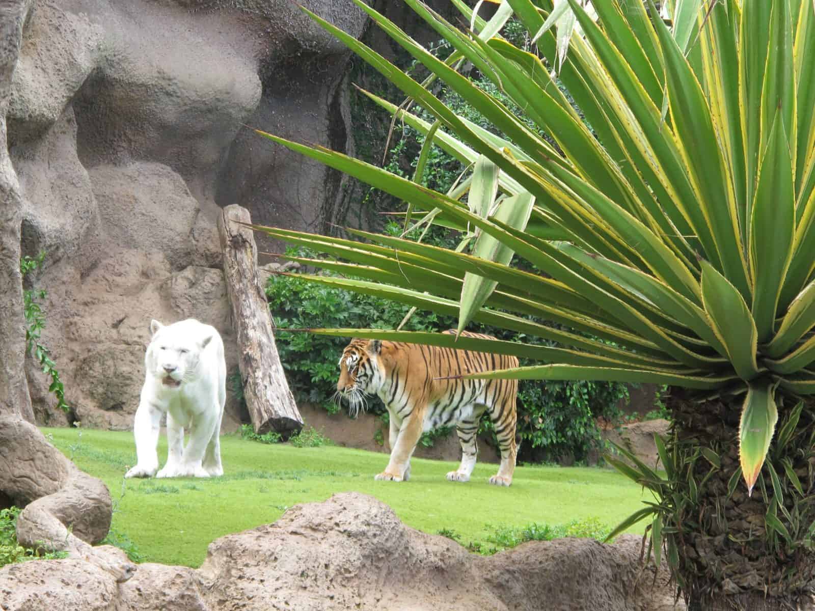 A white tiger and a regular tiger at Loro Parque in Tenerife Spain