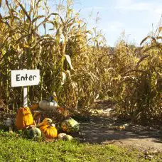 entrance to a corn maze