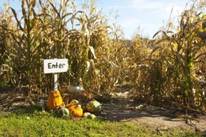 entrance to a corn maze