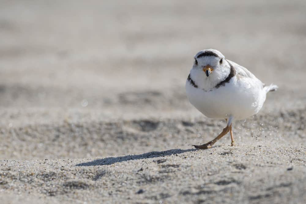 A piping plover is walking on the beach