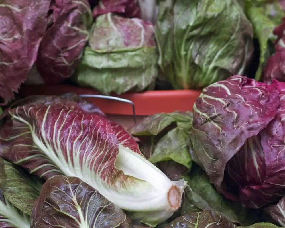 Treviso red lettuce at a market