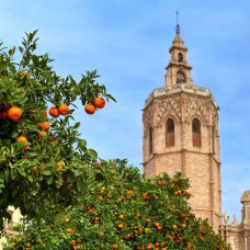 Trees with ripe oranges and bell tower of famous Saint Mary's Cathedral on background under blue sky in Valencia, Spain.