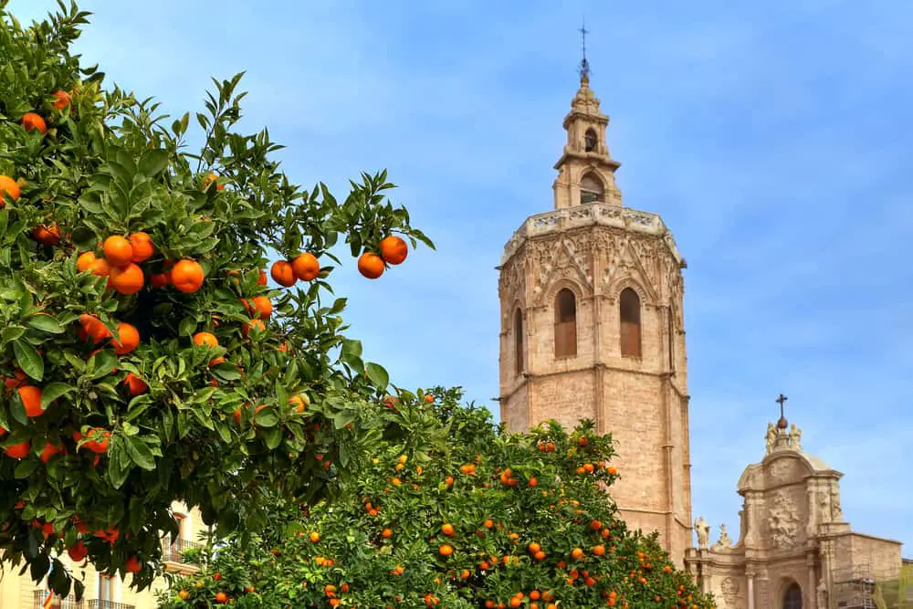 Trees with ripe oranges and bell tower of famous Saint Mary's Cathedral on background under blue sky in Valencia, Spain.