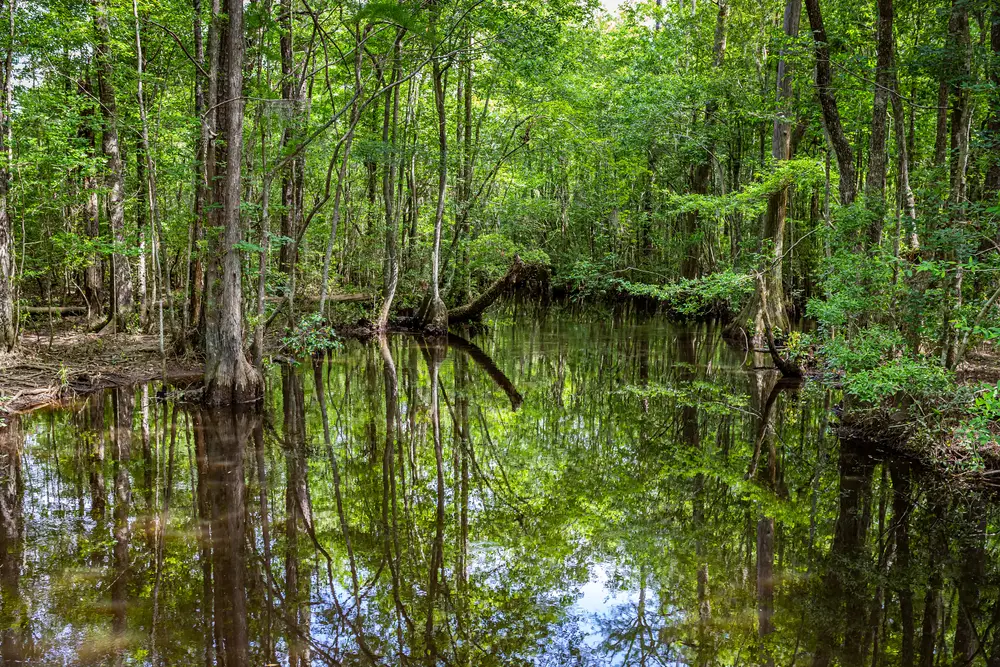 Cypress Trees and Wisteria Vines inhabit a swamp in southeastern Georgia.