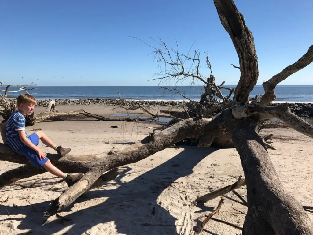 driftwood on Driftwood Beach on Jekyll Island