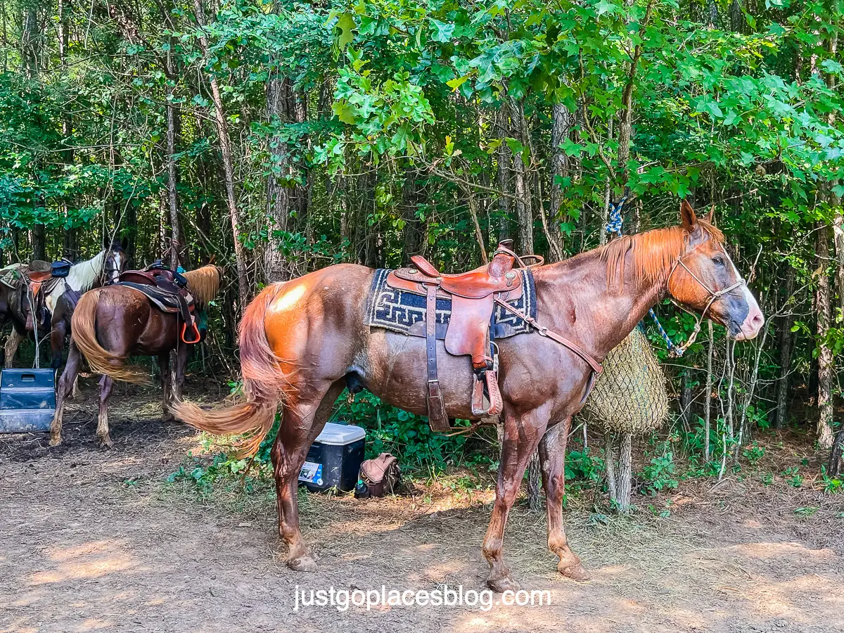 horses waiting to be ridden at Alabama Horseback Adventures