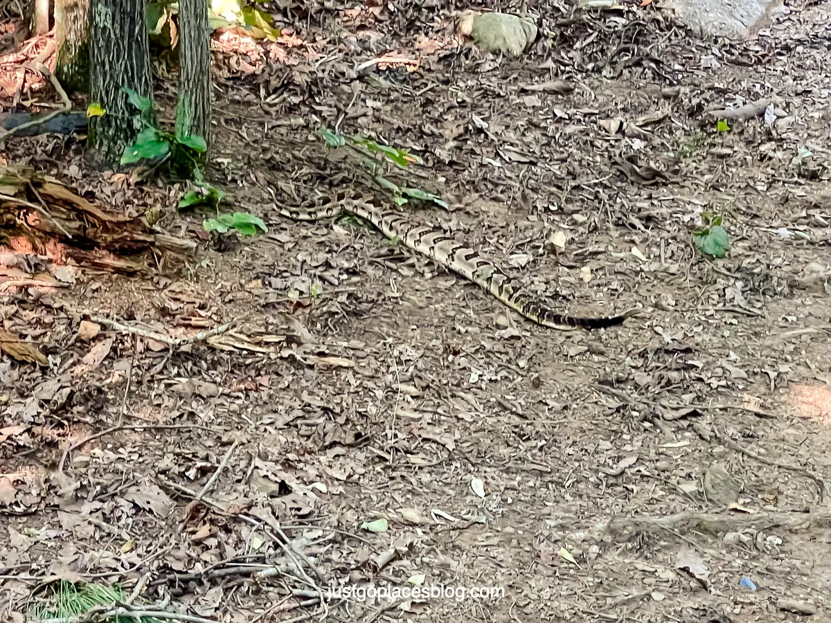 rattlesnake at Lake Guntersville State Park