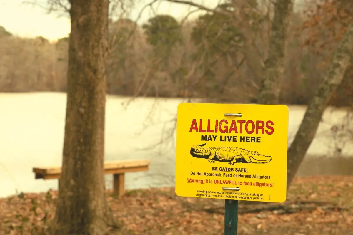A warning about Alligators at Wheeler Nature Refuge in Decatur Alabama